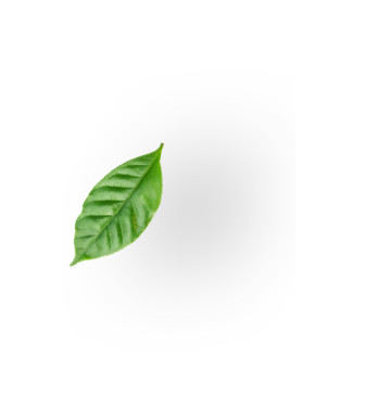 Hoja verde de planta de café