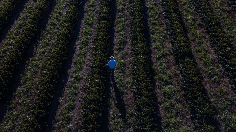 Caficultores trabajando la tierra